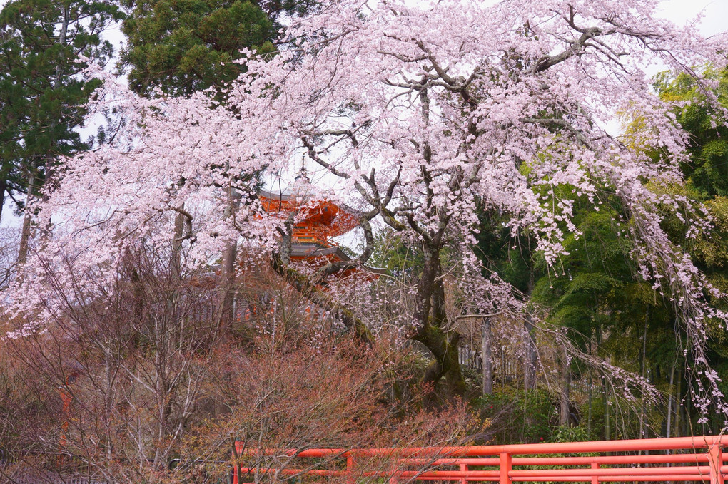 京都　西山の春　枝垂れ桜