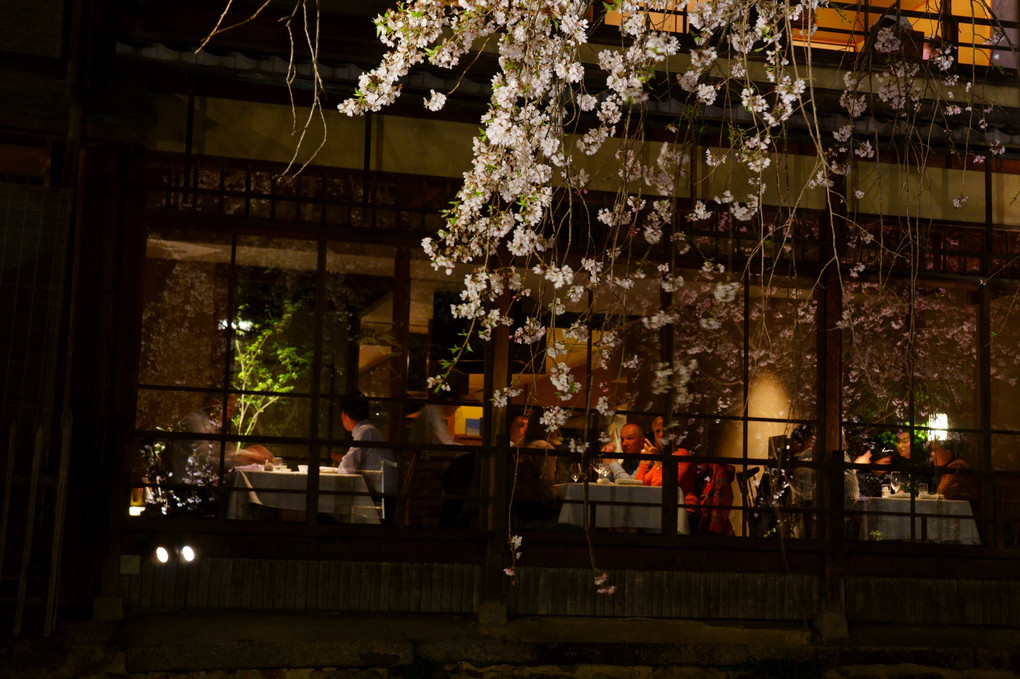 京洛の春　祇園白川の夕べ