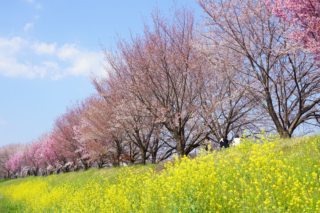 こんな時でも季節がめぐれば桜咲く