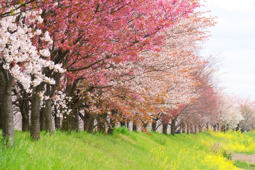 こんな時でも季節がめぐれば桜咲く