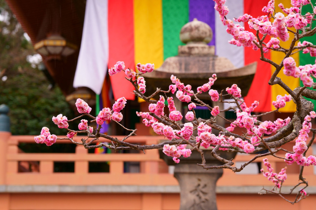 京洛の梅　智積院