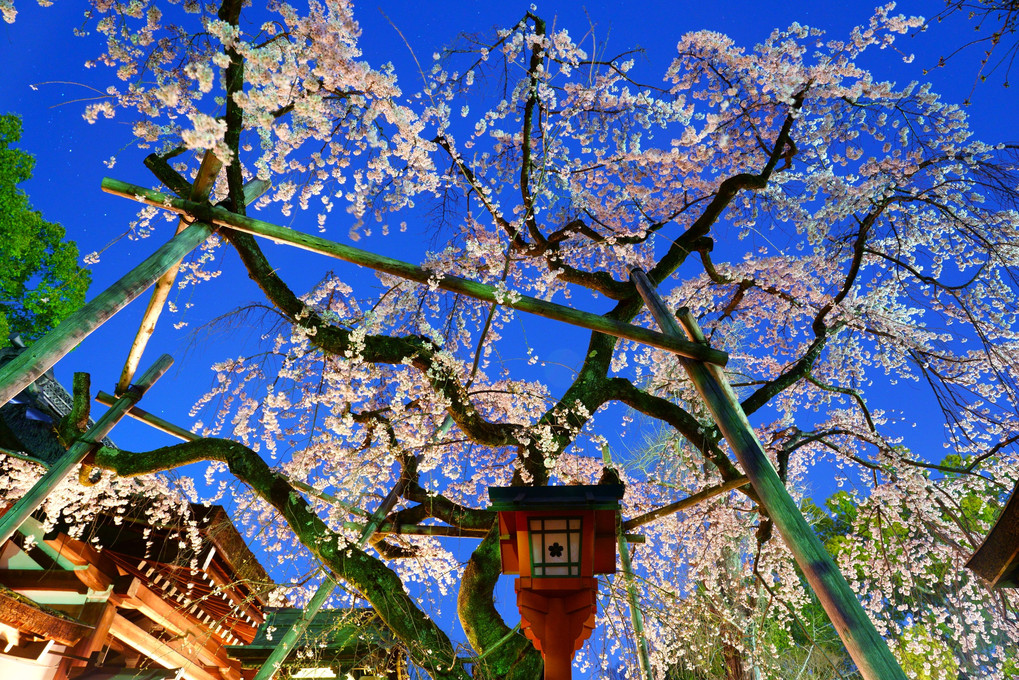 京洛の春'21　夜空も華やぐ平野神社
