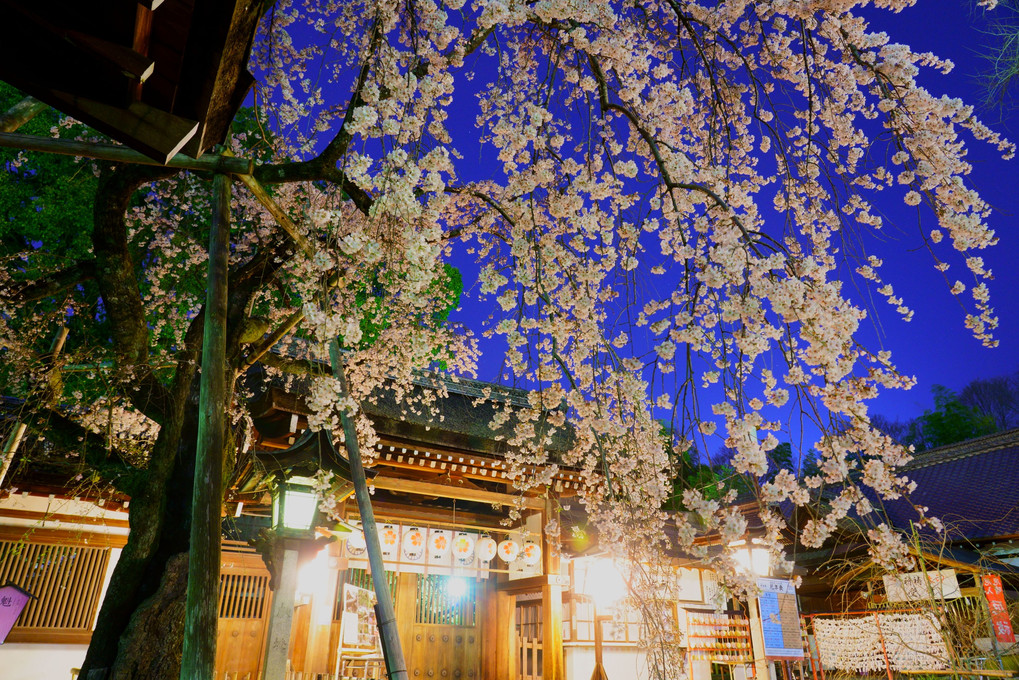 京洛の春'21　夜空も華やぐ平野神社
