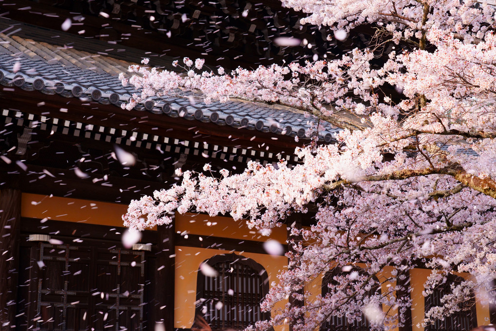 京洛の春'21　桜吹雪
