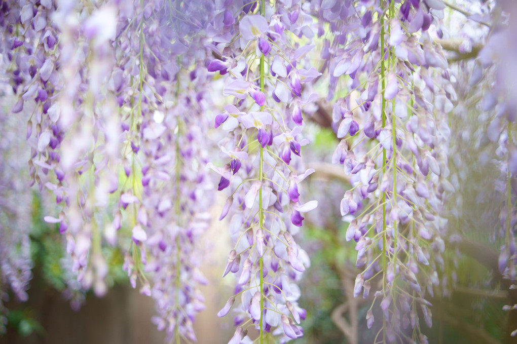 藤の花　風吹き抜けて