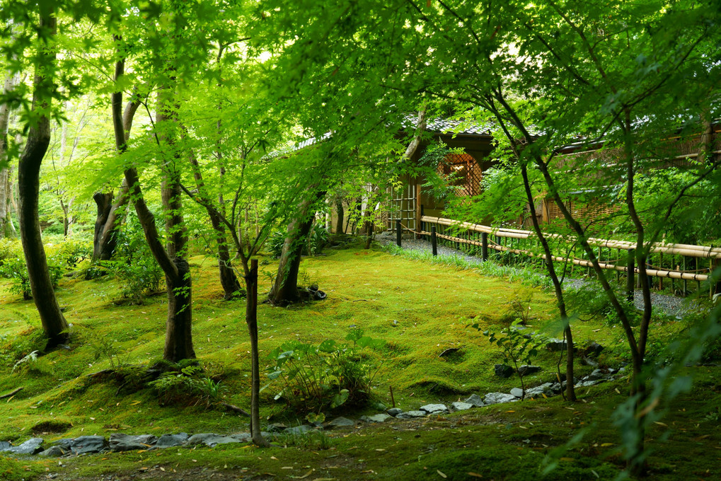 西山の緑'21　雨の祇王寺