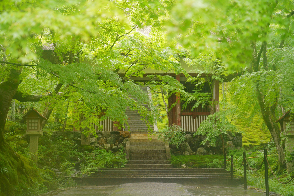 西山の緑'21　翠雨の常寂光寺