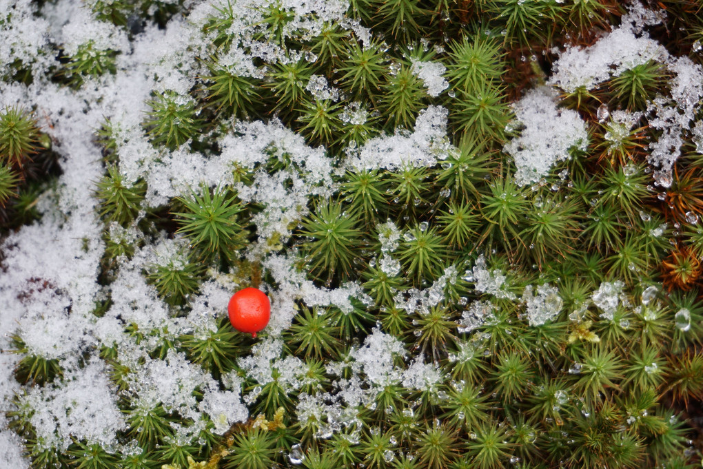 苔便り　1-6月編（10枚組）