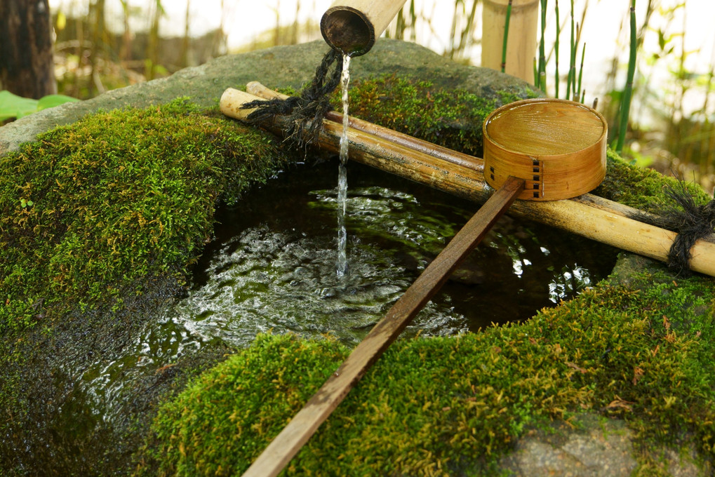 苔便り　7-12月編（10枚組）