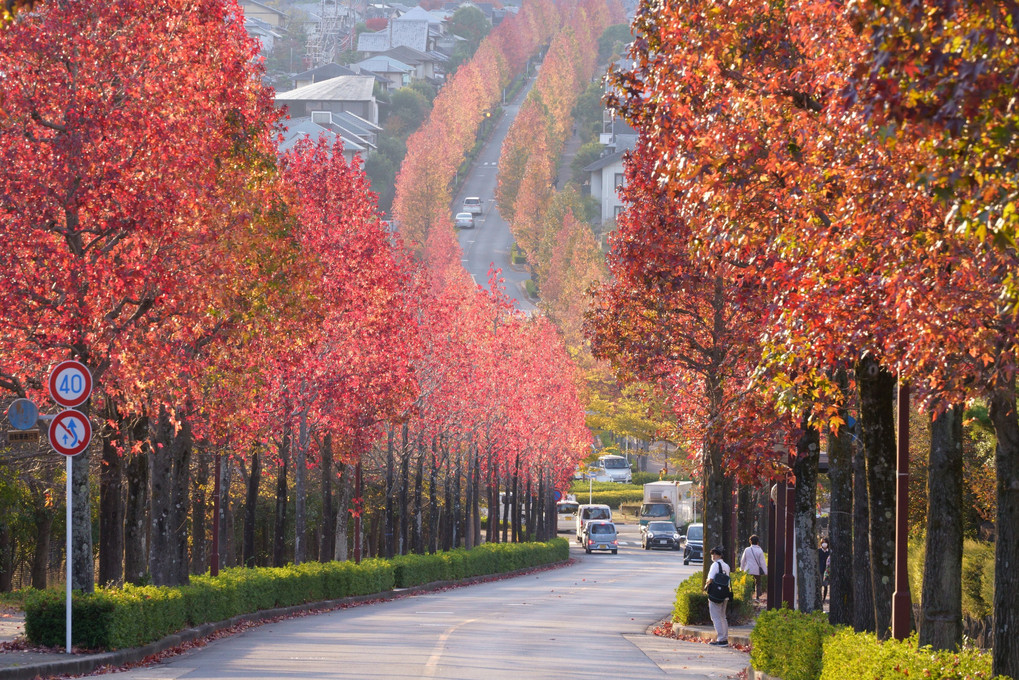 京都　西山の秋'22　桂坂のモミジバフウ並木