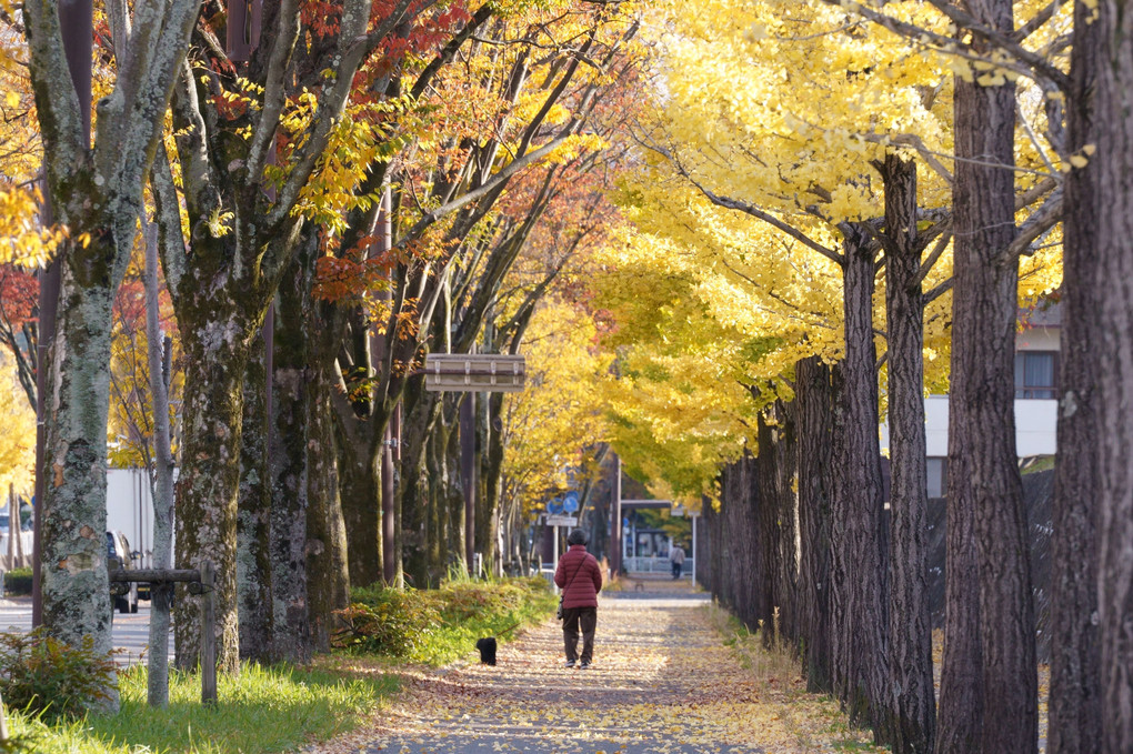 京都　西山の秋’22　西日さす並木道