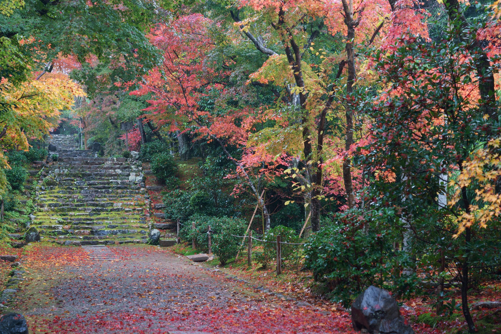 京都　西山の秋'22　浄住寺