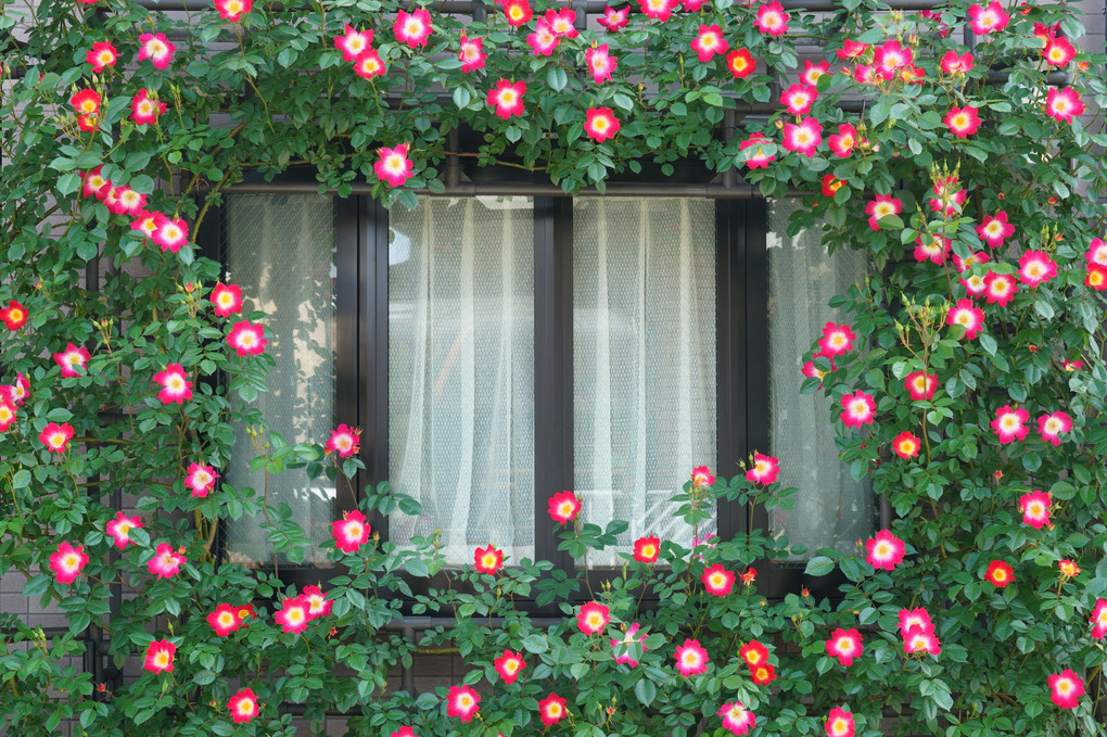 毎年変わらない花仕立ての窓