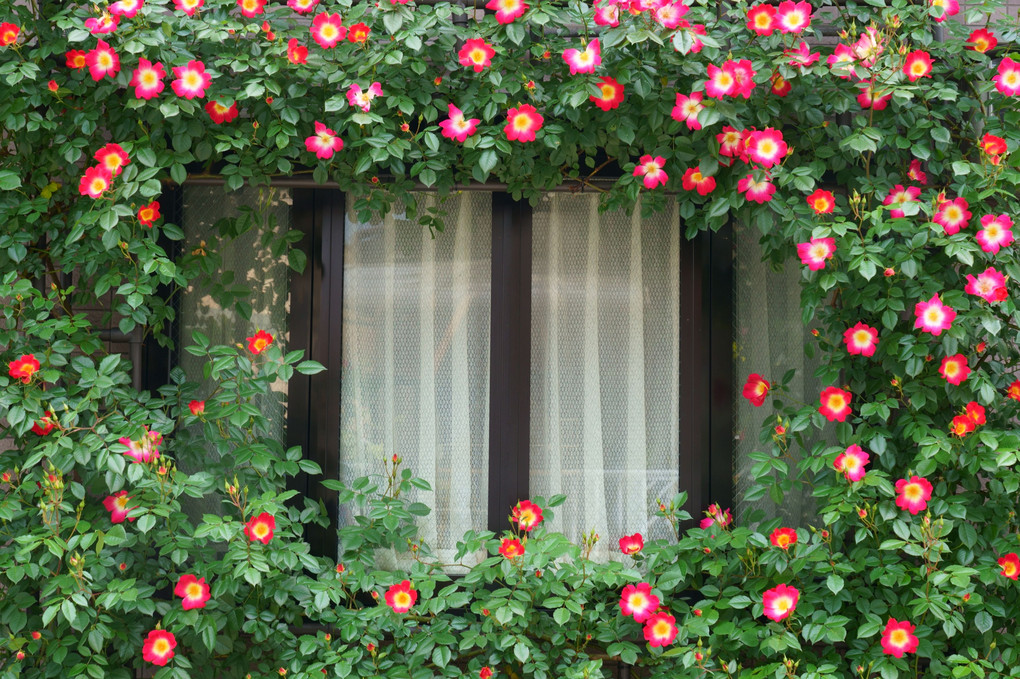 毎年変わらない花仕立ての窓