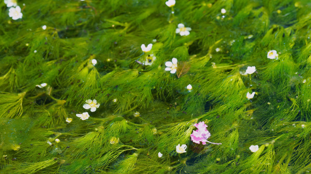 涼を誘う　梅花藻