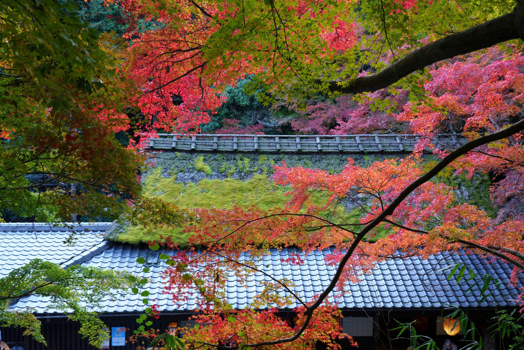 京都西山の秋'23　年々歳々鳥居本