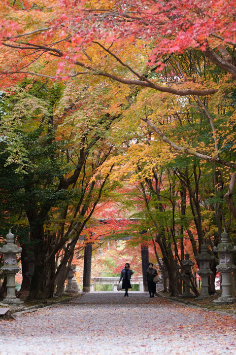 京都西山の秋'23　華やぎの杜