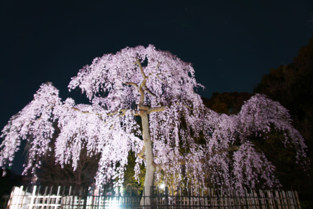 京洛の春'24　一夜限りの幻桜