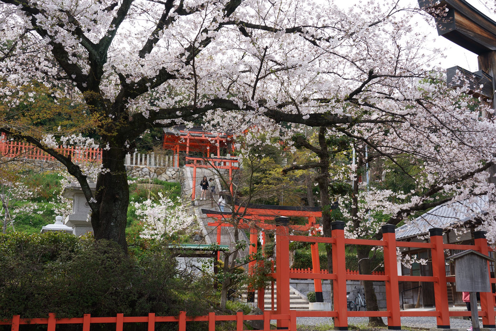 京洛の春'24　「鳴かぬなら」の桜