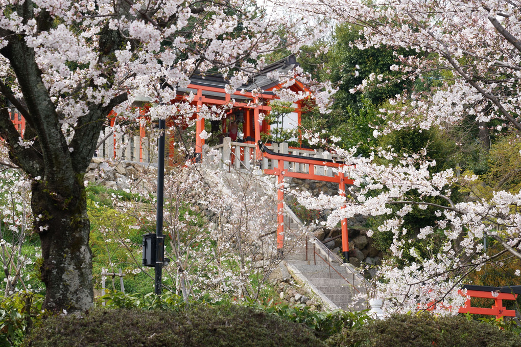 京洛の春'24　「鳴かぬなら」の桜