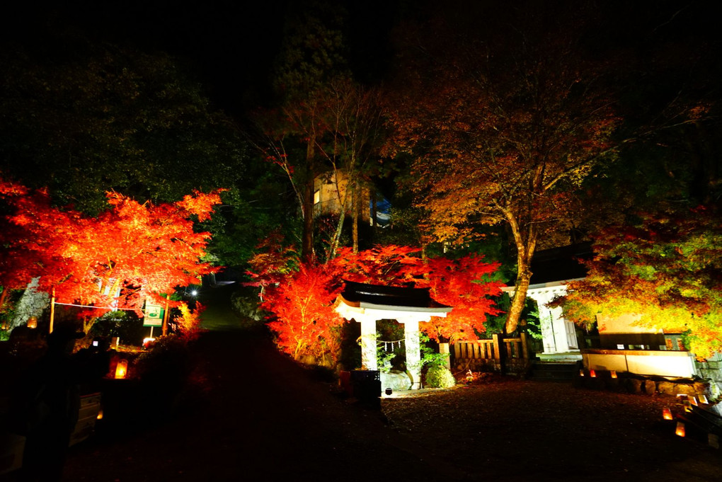 木瀬八柱神社 紅葉ライトアップ