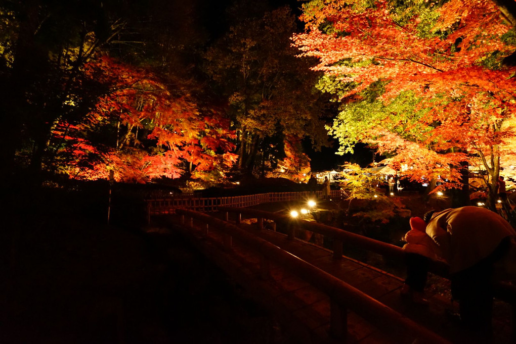 曽木公園 紅葉ライトアップ