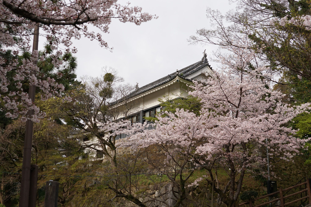 岡崎城と桜時々名鉄
