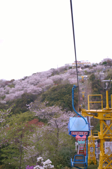 桜のリフト