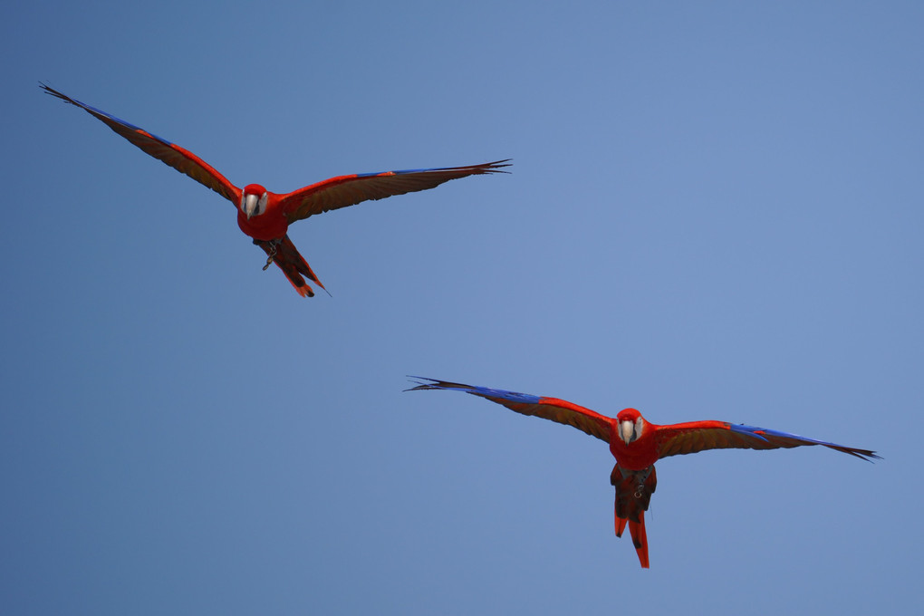 青空に彩るコンゴウインコたち