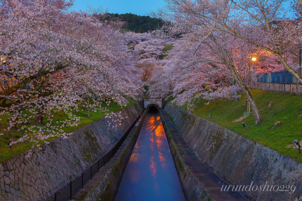 夜明け前の疎水桜