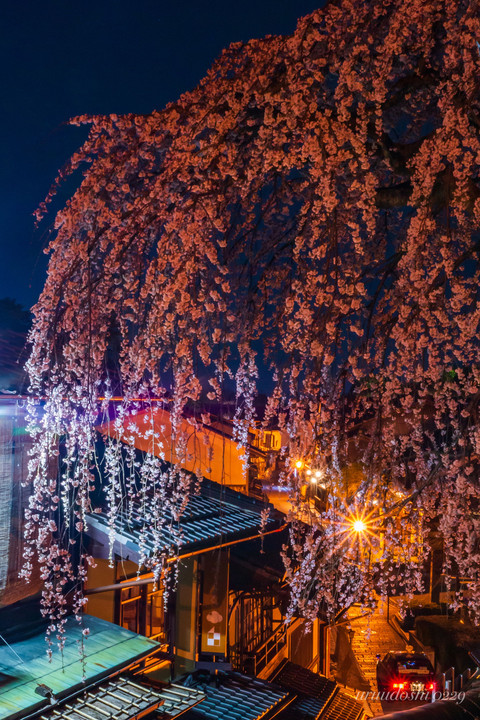 産寧坂の枝垂れ夜桜
