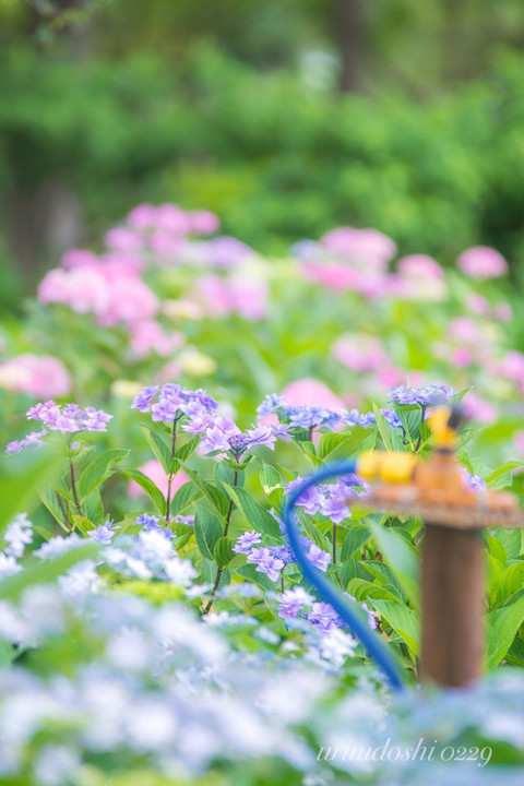 紫陽花グラデーション