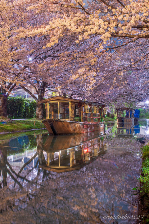 桜色の水面に浮かぶ十石舟