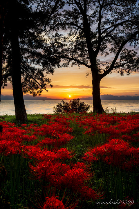 朝陽に輝く湖岸の彼岸花