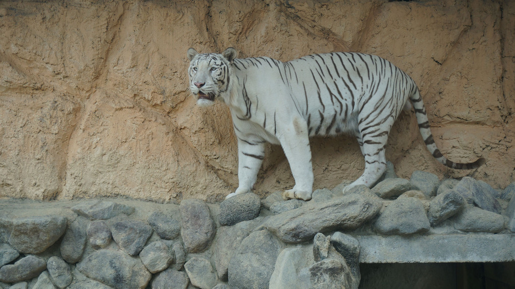 懐かしの東武動物公園 ホワイトタイガー