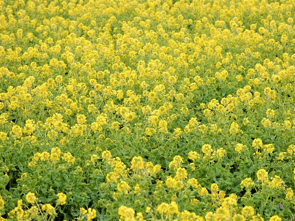 菜の花、菜の花、菜の花