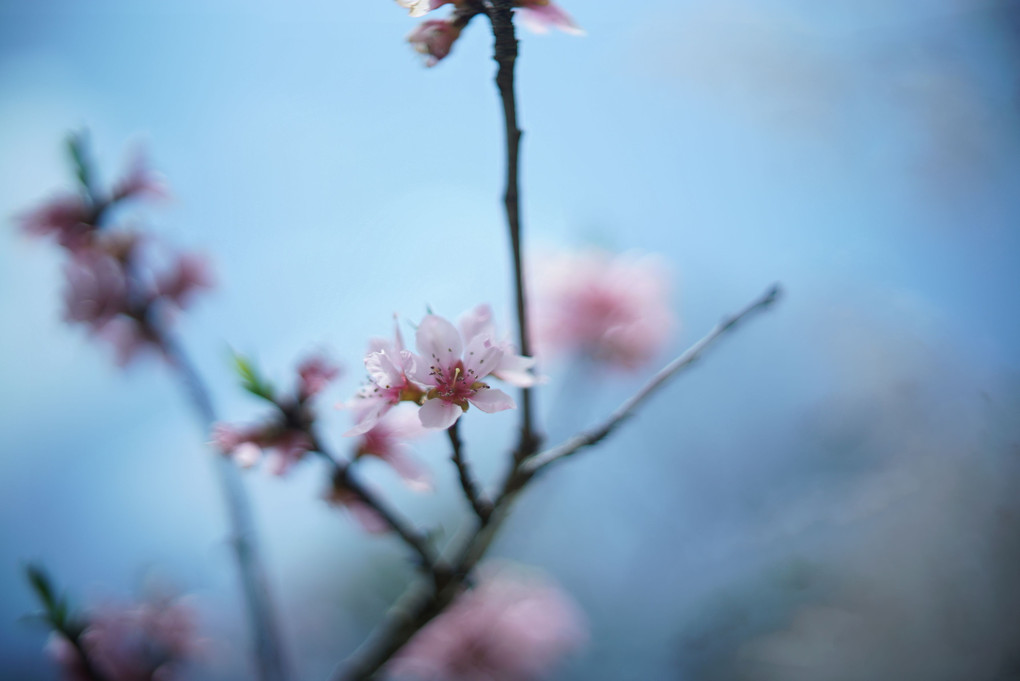葉桜の季節に君を想うということ