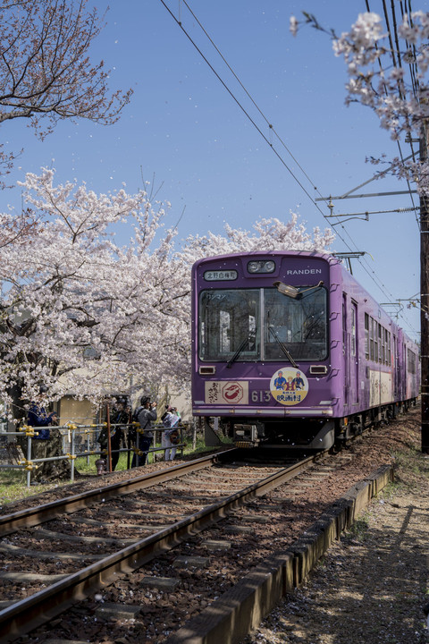 そーだ京都行ってきました　☆嵐電　桜のトンネル☆