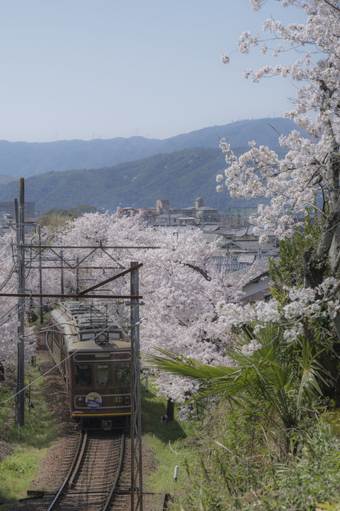 そーだ京都行ってきました　☆嵐電　桜のトンネル☆