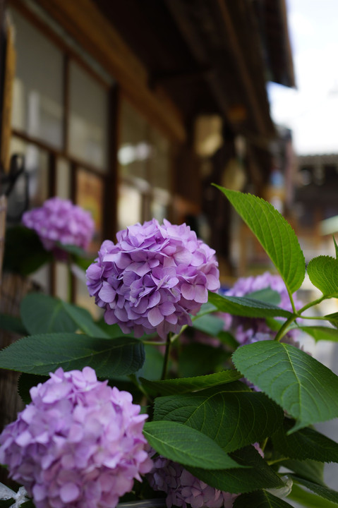 近所の花散策