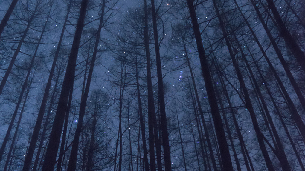 星と森