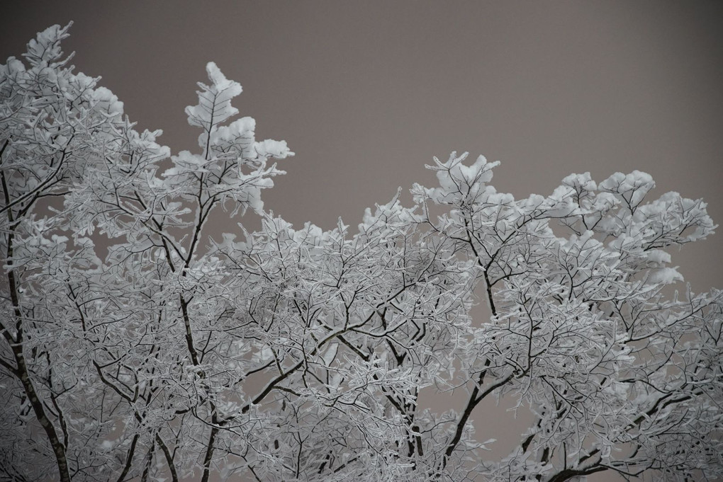 雪、桜のように