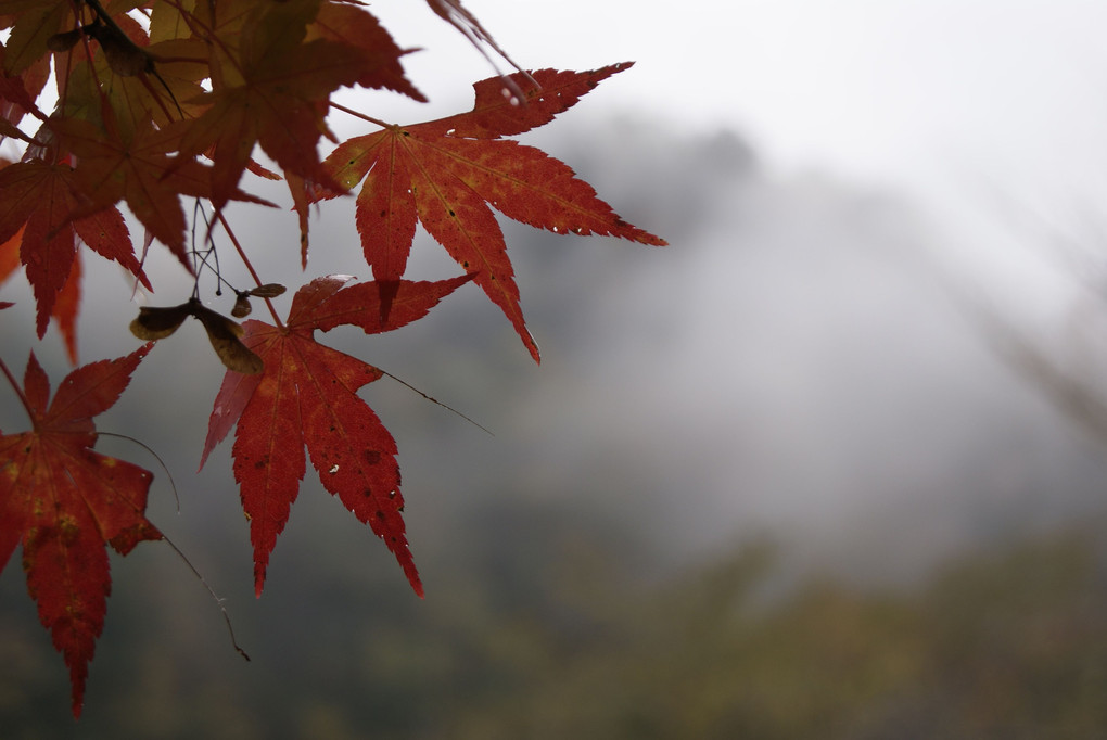 雨と霧の中の紅葉