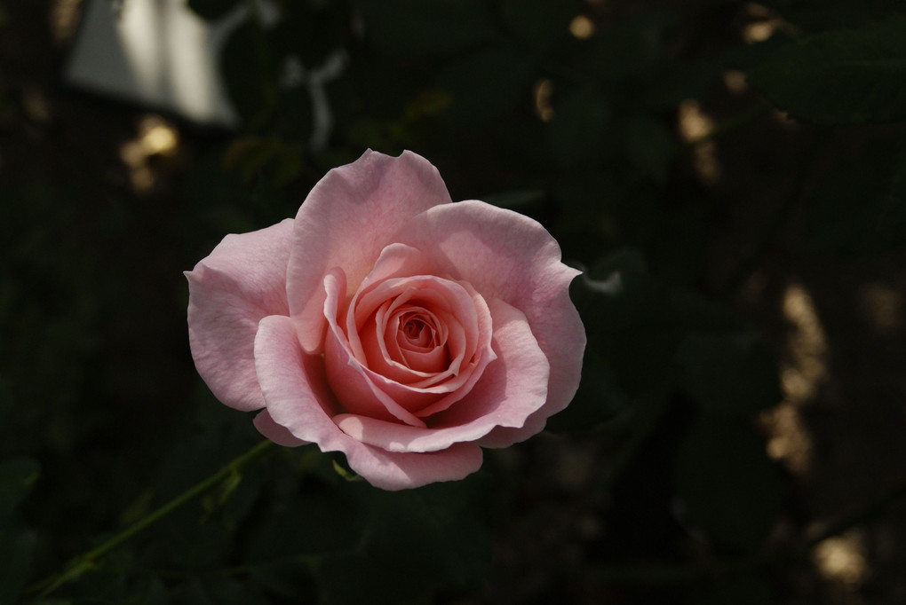 桃色の薔薇