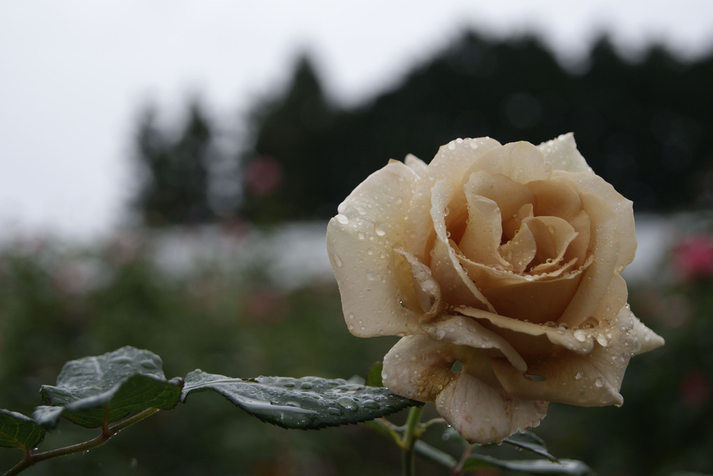 雨に濡れるバラ