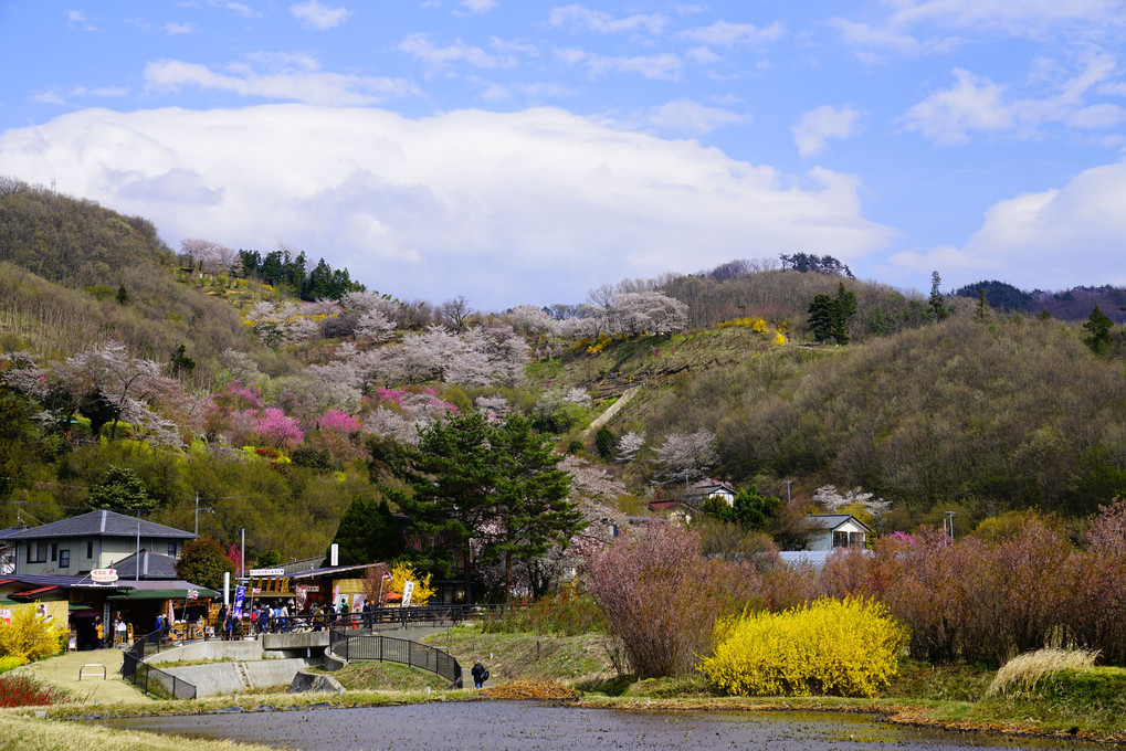 花見山