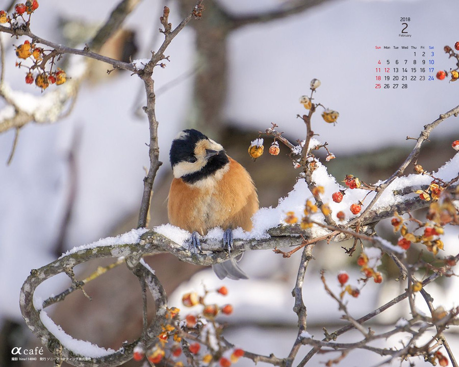 壁紙フォトコンテスト2月に選んでもらいました！