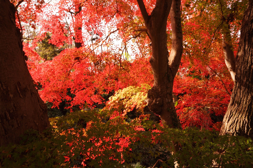 佐倉城址公園の紅葉