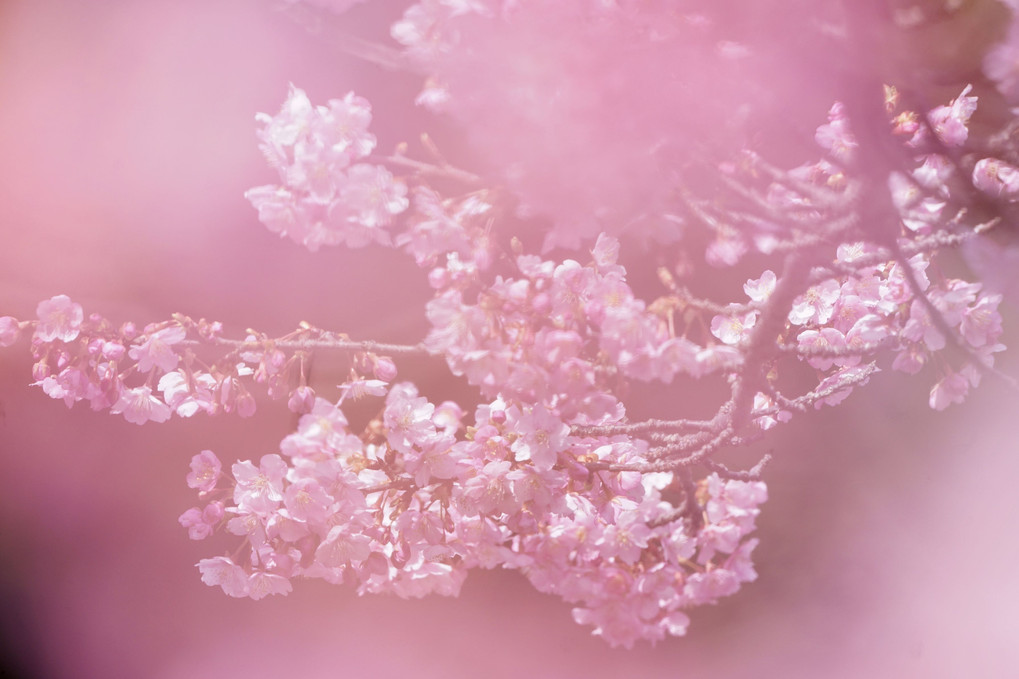 河津桜