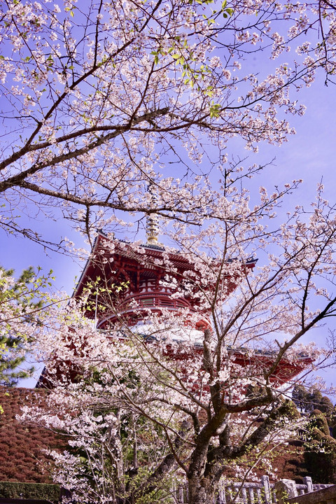 成田山公園の桜